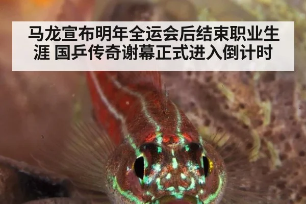 马龙宣布明年全运会后结束职业生涯 国乒传奇谢幕正式进入倒计时